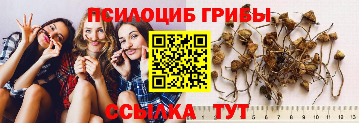 Волжский  Псилоцибиновые грибы Psilocybine cubensis  Вход с VPN 